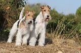 FOX TERRIER 047